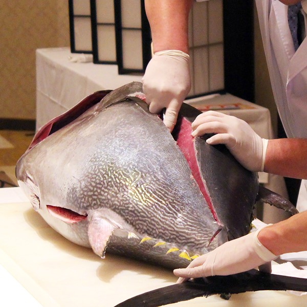 本マグロ解体ショー見学